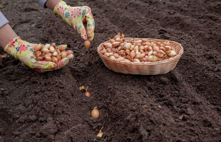 Sadenie cibule - ilustračné foto